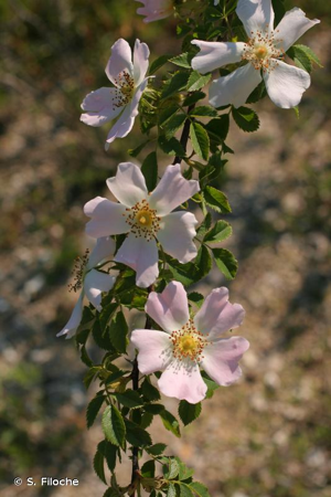 Rosier rubigineux, Rosier à odeur de pomme © S. Filoche