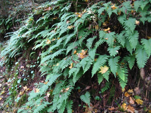 Réglisse des bois, Polypode vulgaire © F. Michalke