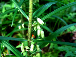 Sceau de Salomon verticillé, Muguet verticillé © F. Michalke