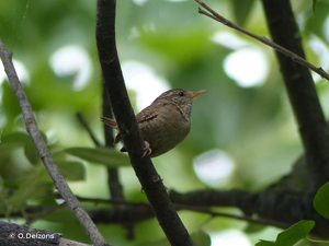 Troglodyte mignon © O.Delzons