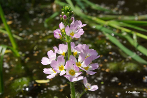 Hottonie des marais, Millefeuille aquatique © P. Gourdain