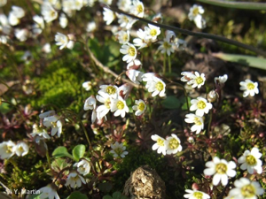 Drave de printemps © 