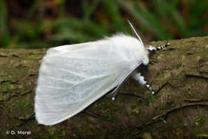 Bombyx du Saule (Le), Apparent (L') © D. Morel