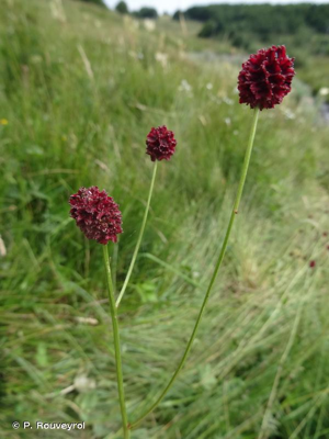 Grande pimprenelle, Sanguisorbe, Sanguisorbe officinale, Pimprenelle officinale © P. Rouveyrol