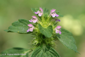 Galéopsis bifide © R. Dupré MNHN/CBNBP