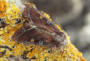 Noctuelle des Potagers (La) © D. Morel