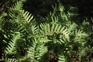 Polypode © O. Nawrot