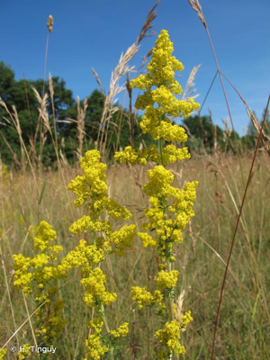 Caille-lait jaune © H. Tinguy