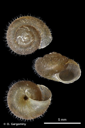 Veloutée de Michaud © O. Gargominy