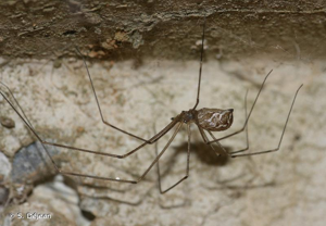 Pholque de Pluche © S. Déjean