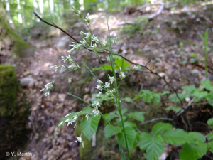 Luzule blanche, Luzule des bosquets © 