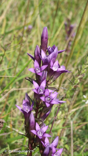 Gentianelle d'Allemagne © O. Roquinarc'h