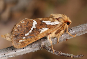 Louvette (La) © D. Morel