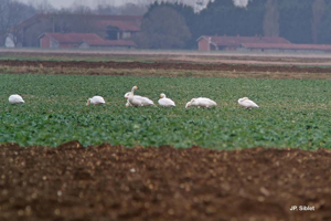 Cygne de Bewick © J.P. Siblet