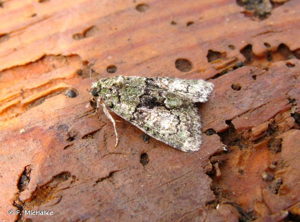 Bryophile vert-mousse (La) © F. Michalke