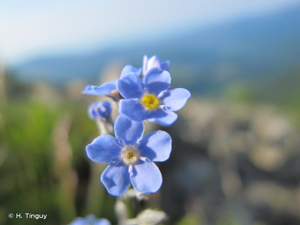 Myosotis des Alpes, Myosotis alpestre © H. Tinguy