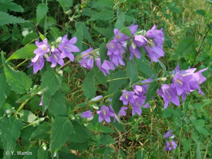 Campanule gantelée, Ortie bleue © 