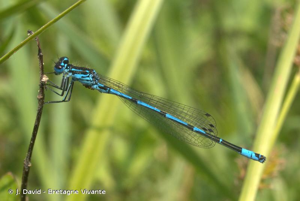 Agrion joli © J. David - Bretagne Vivante
