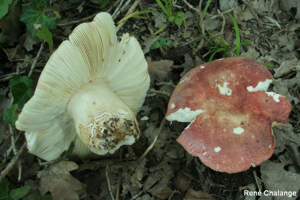 Russule alutacée © R. Chalange