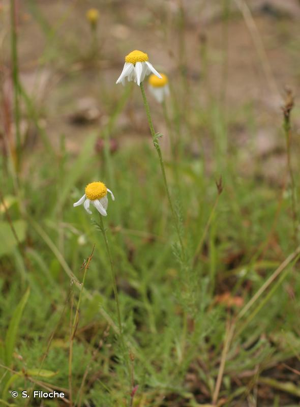 Camomille romaine © S. Filoche