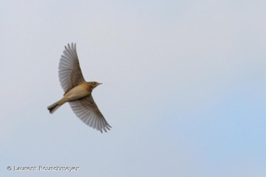 Pipit de Richard © Laurent Rouschmeyer