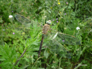 Anax napolitain (L') © P. Gourdain