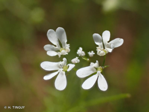 Bifora rayonnante, Sudeur © H. TINGUY