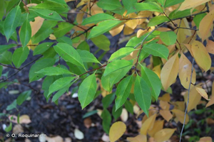 Cerisier tardif, Cerisier noir, Cerisier d'automne © O. Roquinarc'h