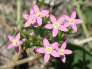 Petite centaurée à petites fleurs © H. Tinguy