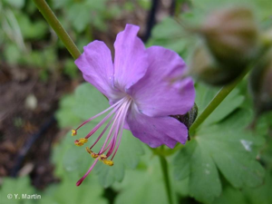 Géranium à grosses racines, Géranium à gros rhizome © 