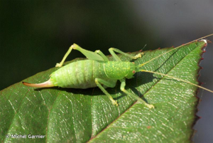 Méconème scutigère, Sauterelle à carapace © Michel Garnier