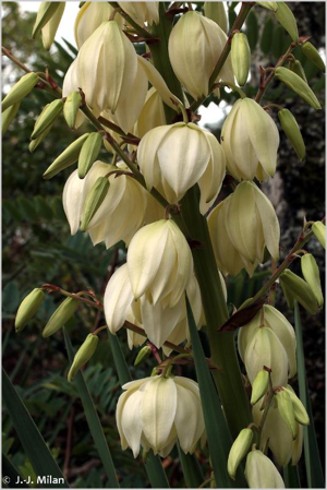 Yucca © 