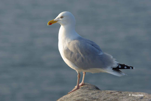 Goéland argenté © P. Gourdain