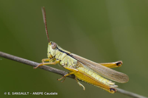 Criquet des Roseaux, Parapleure alliacé © E. SANSAULT - ANEPE Caudalis