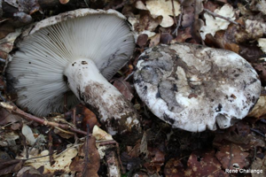 Russule blanche et noire © R. Chalange