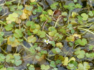 Grenouillette de Lenormand © C. Fournier