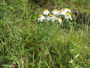 Tanaisie en corymbe, Marguerite en corymbes, Chrysanthème en corymbe © 