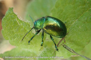  © Benjamin GUICHARD/Agence Française pour la Biodiversité
