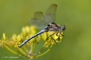 Orthétrum bleuissant © Ph. Flammant