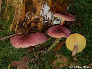 Tricholome rutilant © PA. Moreau