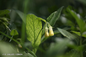 Consoude à tubercules © E. VALLEZ / CBNSA
