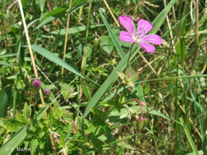 Géranium des marais © 