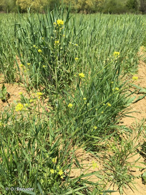 Neslie apiculée &copy; O. Escuder