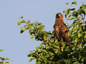 Aigle pomarin © J. LAIGNEL