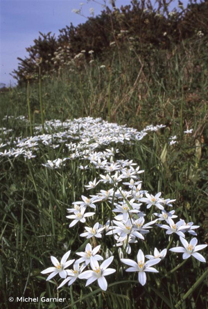 Ornithogale en ombelle, Dame-d'onze-heures, Ornithogale à feuilles étroites © Michel Garnier