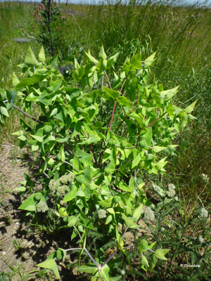 Euphorbe épurge, Euphorbe des jardins © P. Gourdain