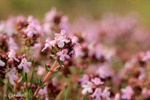 Thym commun, Farigoule © J. LAIGNEL
