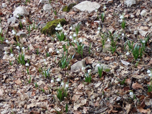 Nivéole de printemps, Nivéole printanière © 