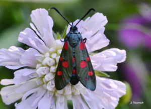 Zygène de la Coronille variée (La), Zygène de la Coronille (La) © J. Touroult