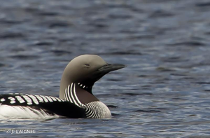 Plongeon arctique © J. LAIGNEL